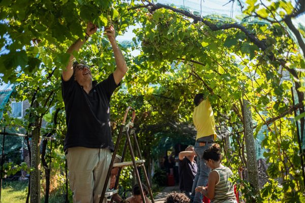 The volunteers of Laguna nel Bicchiere tend to their vines. 