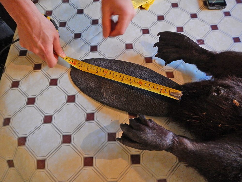 Trapper measuring a beaver's tail