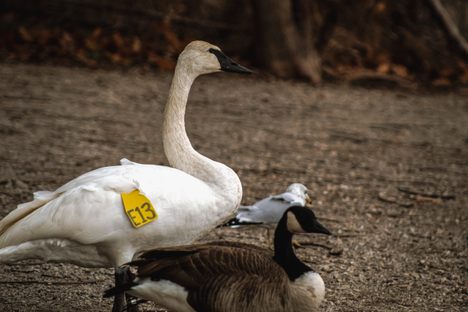 A trumpeter swan with a wing tag.