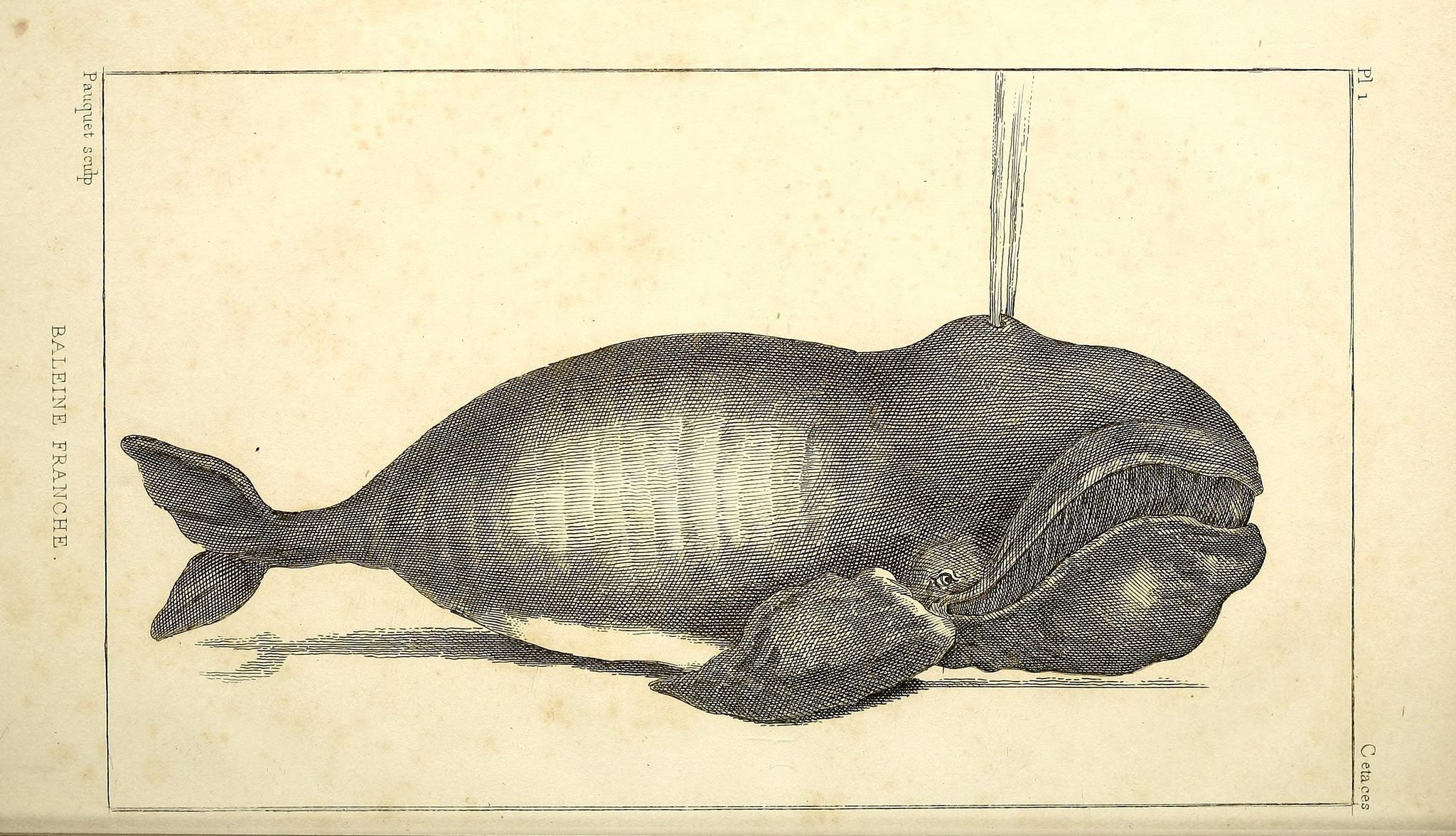 There are only a few hundred of these whales left in the wild.