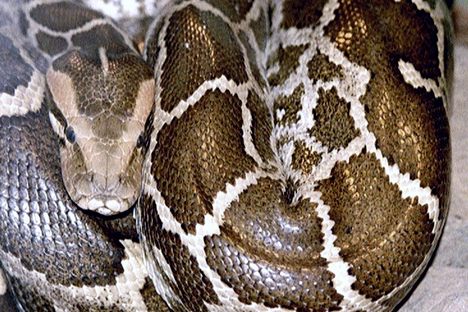 A python (not this one) got addicted to meth.