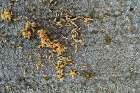 Mystery Bugs Rain Down On Colorado Neighborhood