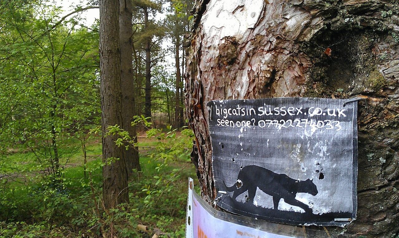 A sign requesting information on big cats in West Sussex.