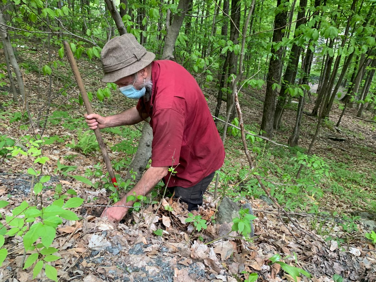 Les Hook gathering ramps on a hillside near Norwich, Vermont.