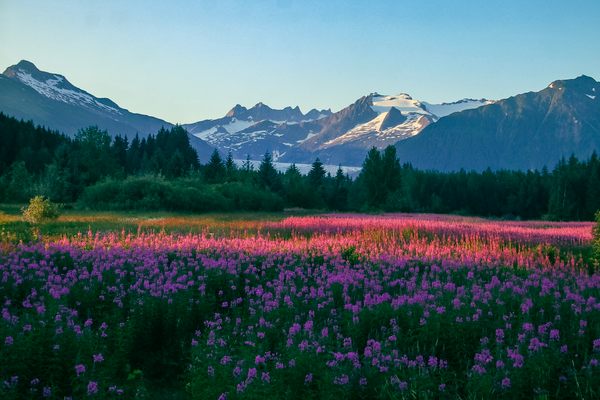 Field of fireweed with the Mendenhall Glacier in the background.