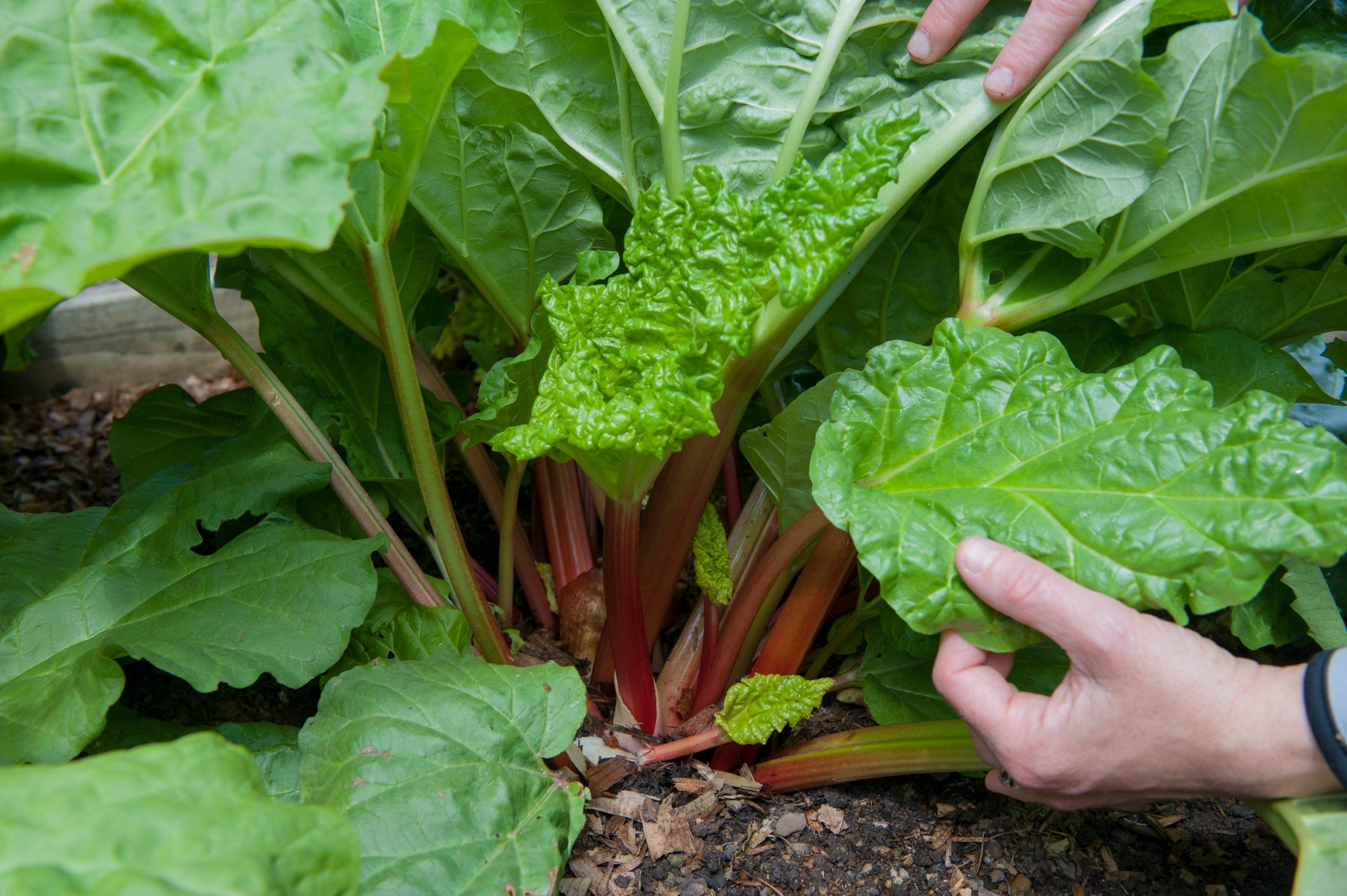 A more modestly sized rhubarb.