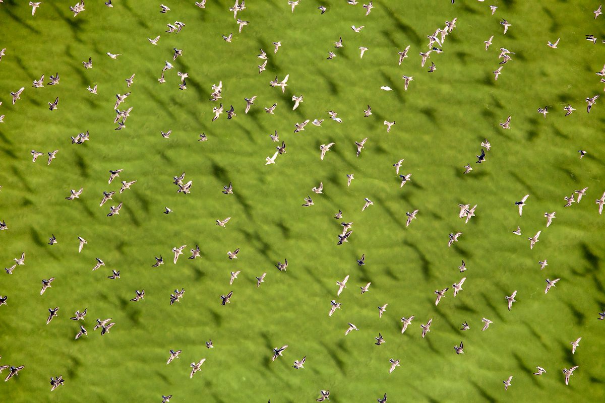 A flock of water birds soars over the colorful ponds of San Francisco’s South Bay.