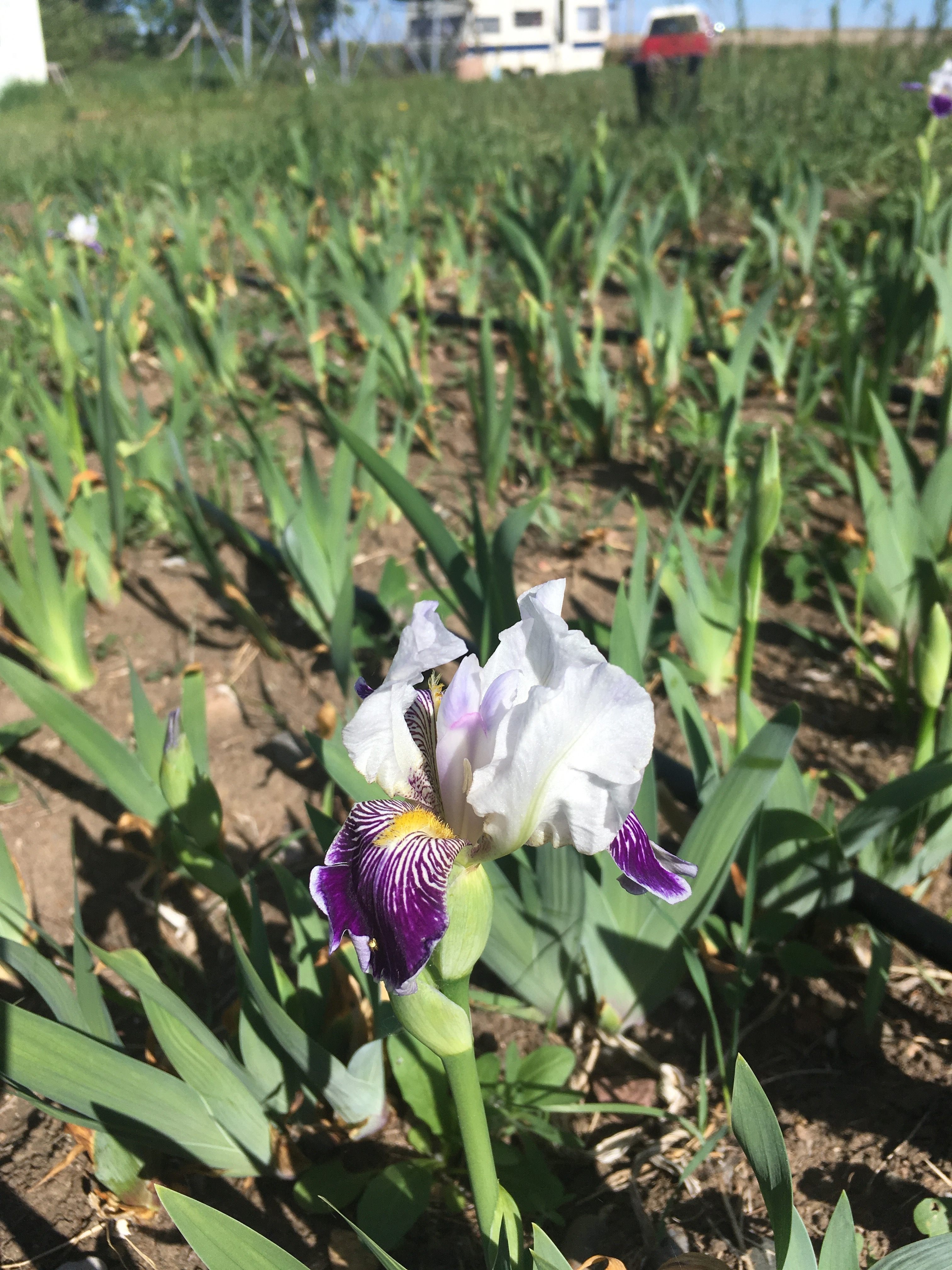 A field of previously abandoned irises.