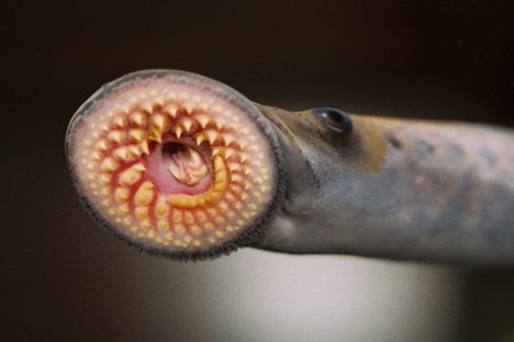 A sea lamprey that's clearly ready for its close-up—and for a new appreciation of its role in its native ecosystems. 