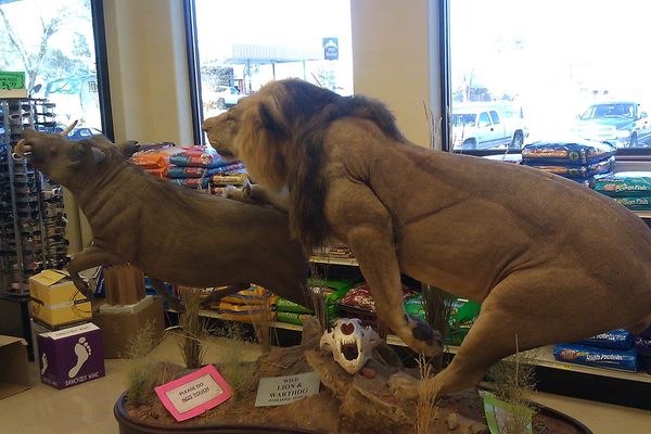 A lion chases a warthog down the pet food aisle