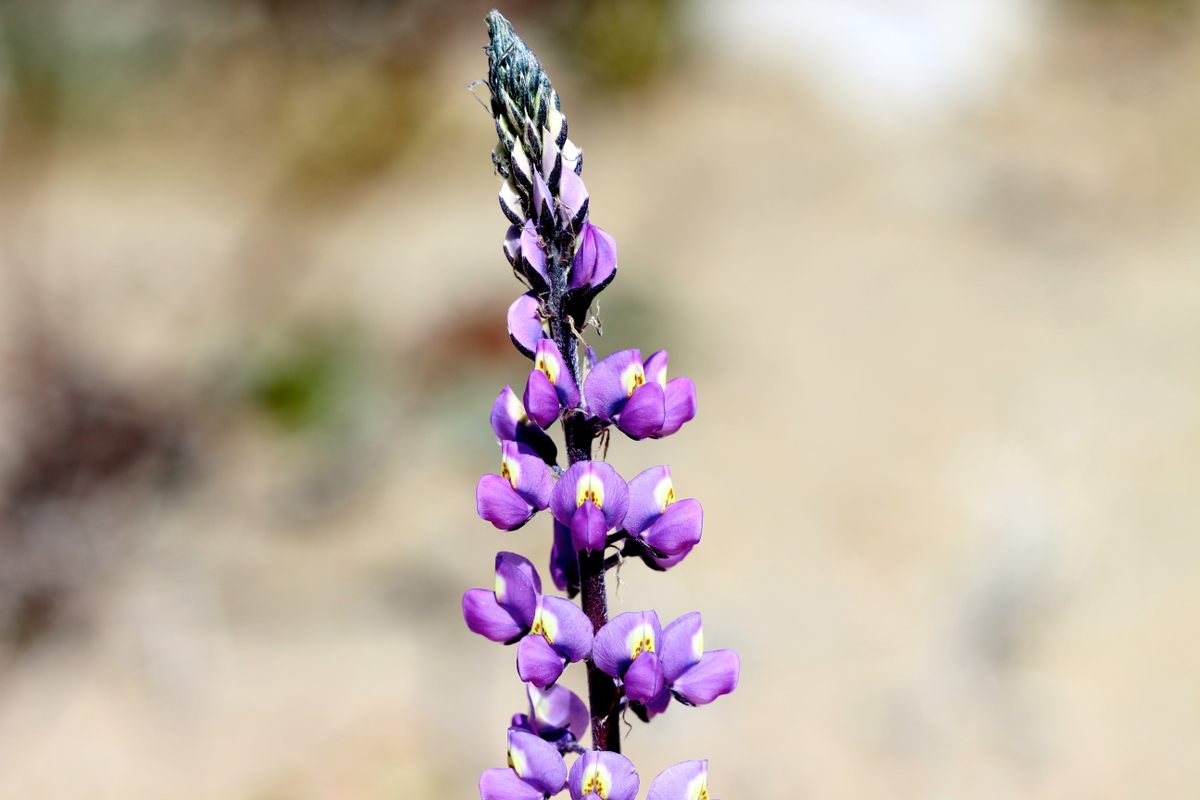 An Arizona lupine (<em>Lupinus arizonicus</em>) reaches for the sky.