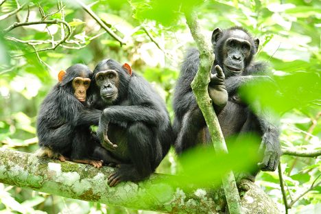 Chimpanzees are human's closest relatives.