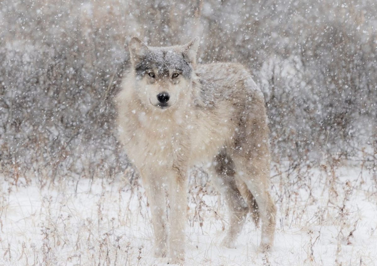 Wolves are essential to Yellowstone's ecosystems.