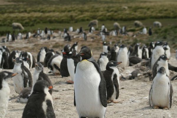 One of many penguin colonies on Bertha's Beach.