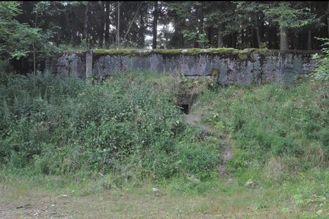 Deep in a forest in western Poland, is an abandoned Soviet bunker with an unusual ant situation. 