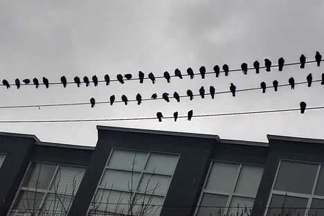 Vancouver Crow Nesting Zone