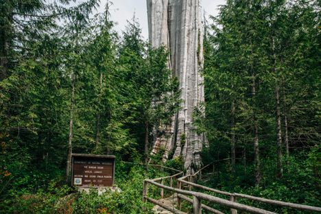 "The Duncan Cedar," in Washington State, is a Western Red Cedar that stands 178 feet tall.