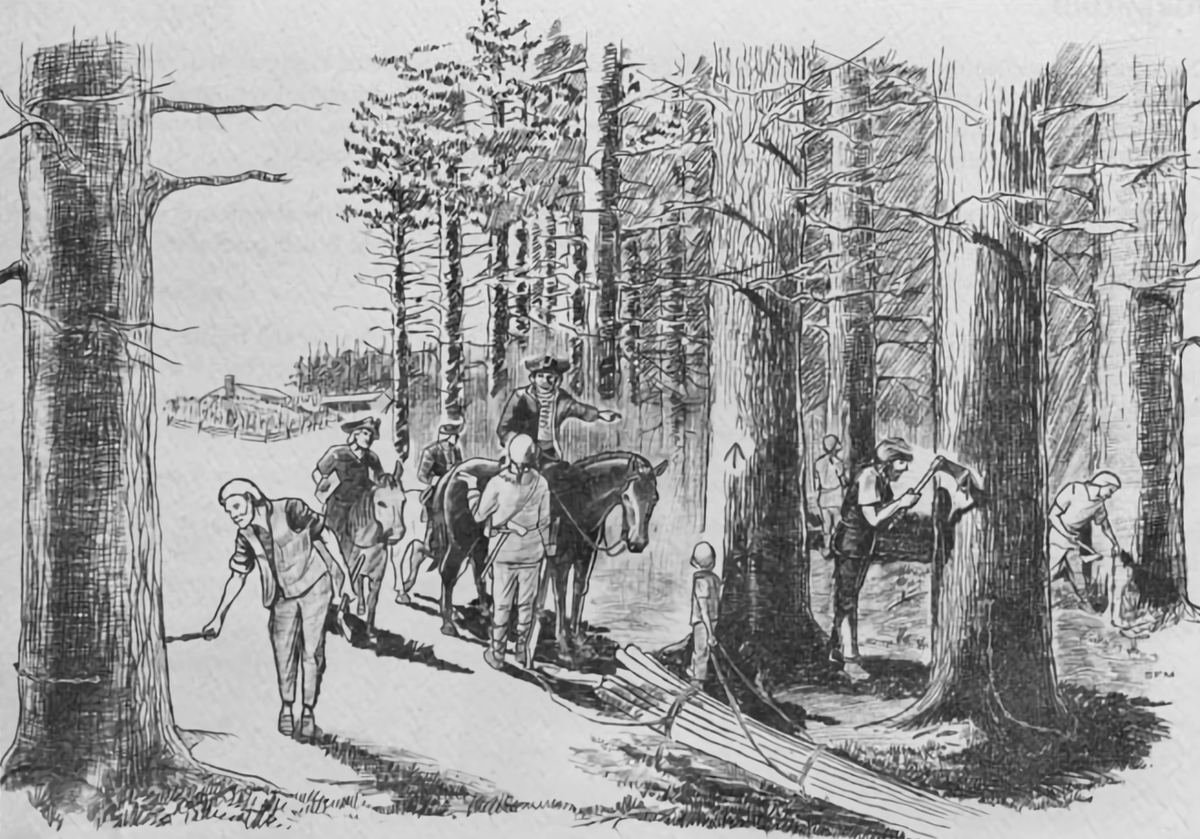 A timber surveyor and his crew cutting the King's Broad Arrow mark into a large white pine tree, marking it to be reserved for the British Royal Navy.