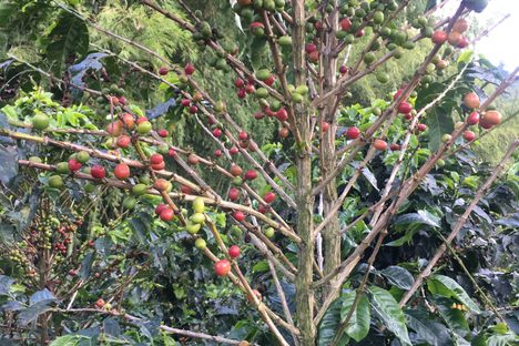 Coffee Beans at a Nearby Finca Casa Guayabal