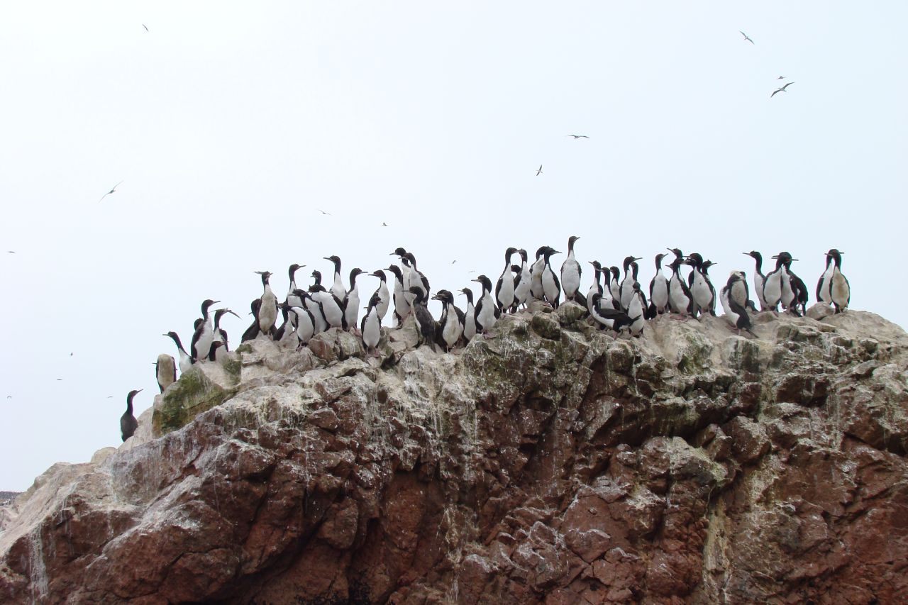 Guanay cormorants, top-notch guano producers, hanging out in Peru.