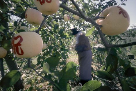 Sticky stencils are applied to mojie apples in an orchard in Aomori prefecture.