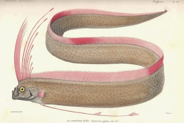 Oarfish sport red spine-like fins on their head and a long dorsal fin running the length of their body, as well as two oar-like pelvic fins, giving them their name. 