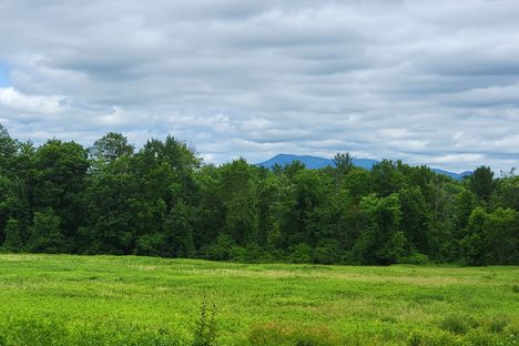 Mt. Greylock beyond a field farmed by Melville