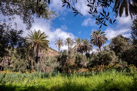 Olive and banana trees stand tall over broad bean fields.