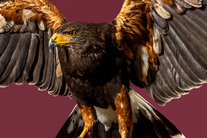 The Birds of Prey That Stand Guard Over California's Vineyards - Atlas  Obscura