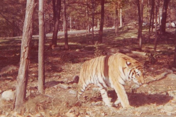 A tiger in Jungle Habitat.