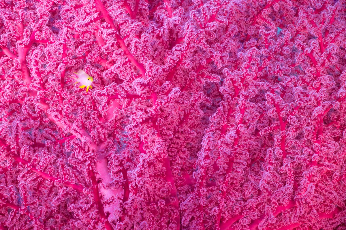 A golden damselfish swims in front of a backdrop of bright pink coral in Chris Gug's "Pinkaboo.” It’s a photograph that Gug had tried to capture over the course of multiple trips to the South Pacific before finally clicking this image. The term damselfish applies to about 250 different species of small, primarily tropical marine fish, many of which are brightly colored in shades of blue, yellow, red, and orange. 