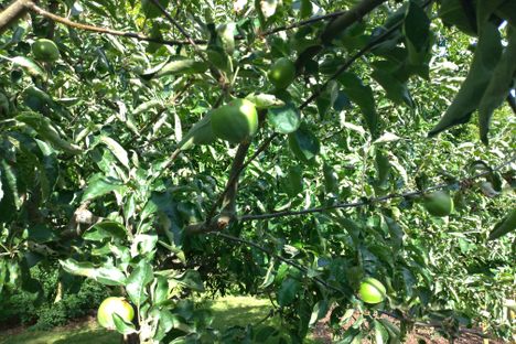Newton's Apple Tree