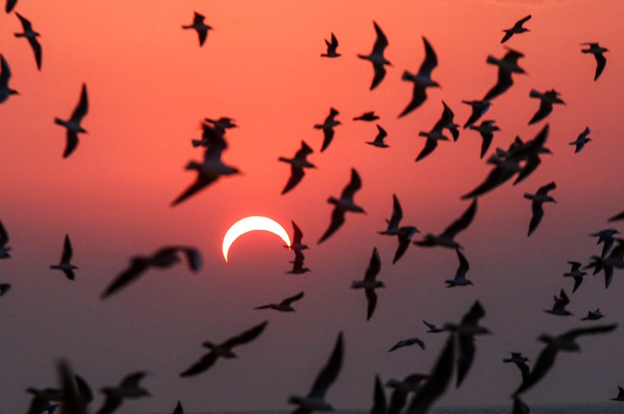 Seagulls fly above a beach in Kuwait City during the 2019 partial solar eclipse event.