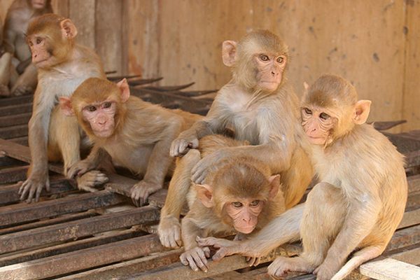 A gang of monkeys relax near the temple. (robertbrauneis/Flickr)