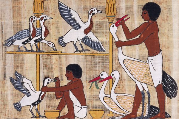 A papyrus depiction of geese-feeding from Dynasty V.