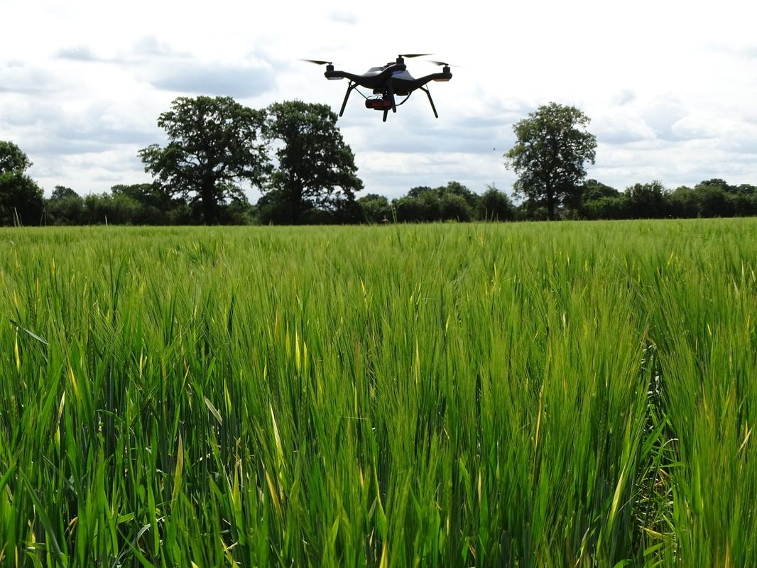 A drone flying over the Hands Free Hectare.  