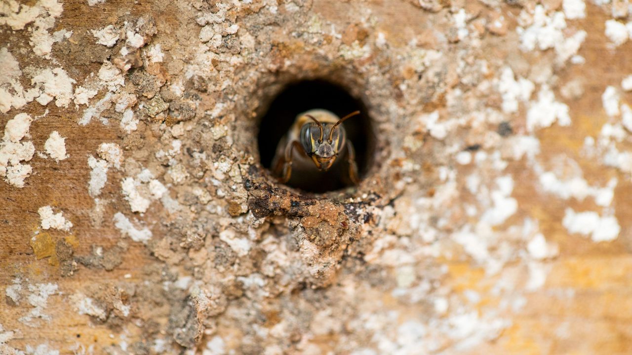 A <em>balam-kab</em>, a bee whose sole work is to guard and protect the hive's entrance from intruders.