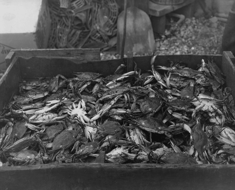 Crabs being collected in Louisiana in the 1930s.