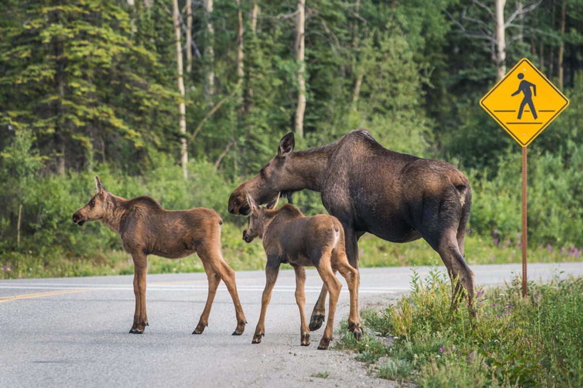 A cow moose and her two calves cross at a crosswalk.