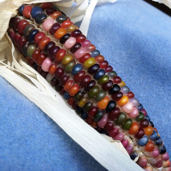 The grains of corn have been compared to gems or even jelly beans.