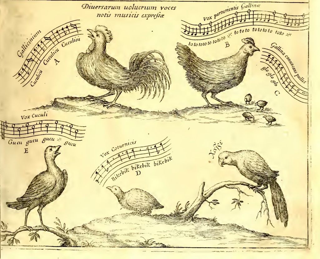 Athanasius Kircher's singing menagerie, the first known example of musically notated birdsong.