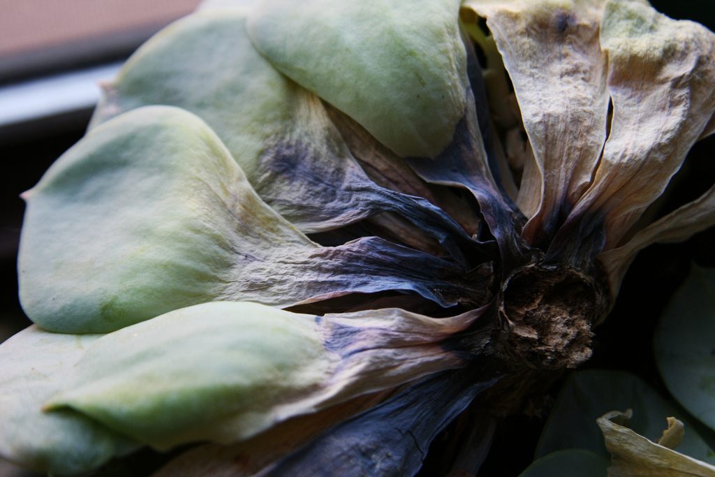 A neglected houseplant.