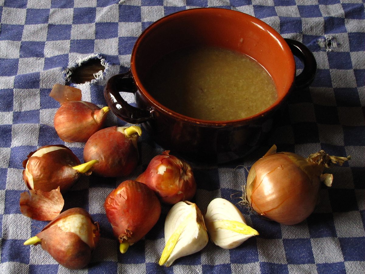 Tulip Bulb Soup: the Dutch Dish Born From Tough Times - Gastro Obscura