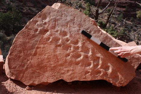 The 28 steps imprinted on this sandstone boulder form the Grand Canyon National Park's oldest fossil.