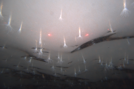 In 2010, through a narrow hole in Antarctica’s Ross Ice Shelf, researchers found thousands sea anemones clinging to the underside of the ice—a mysterious species, new to science. 