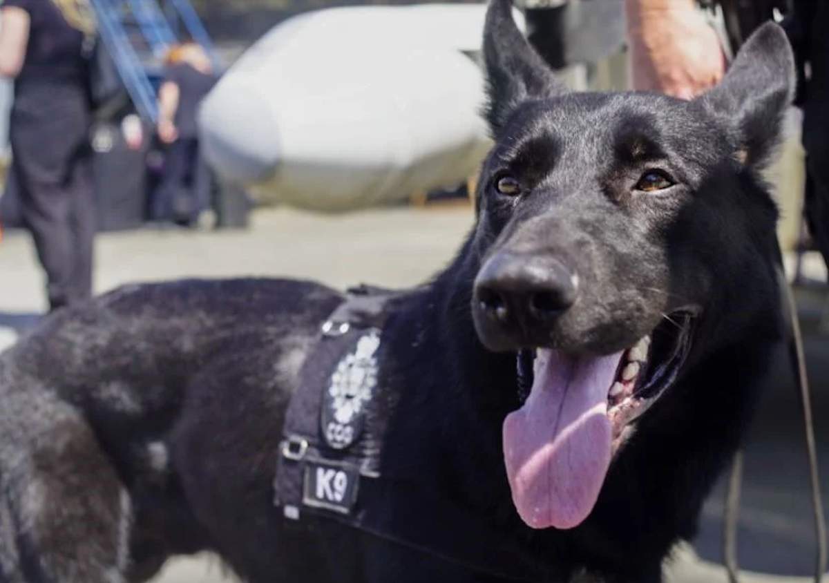 Kilo is on the case as part of an invasive mussel detection team working in British Columbia.