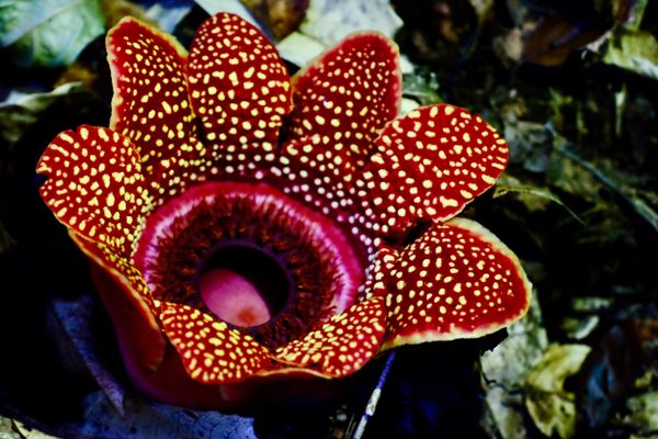 The parasitic plant Sapria himalayana, also known as the jeweled corpse flower, was one of several rare species found in the Siang Valley by ATREE botanists.