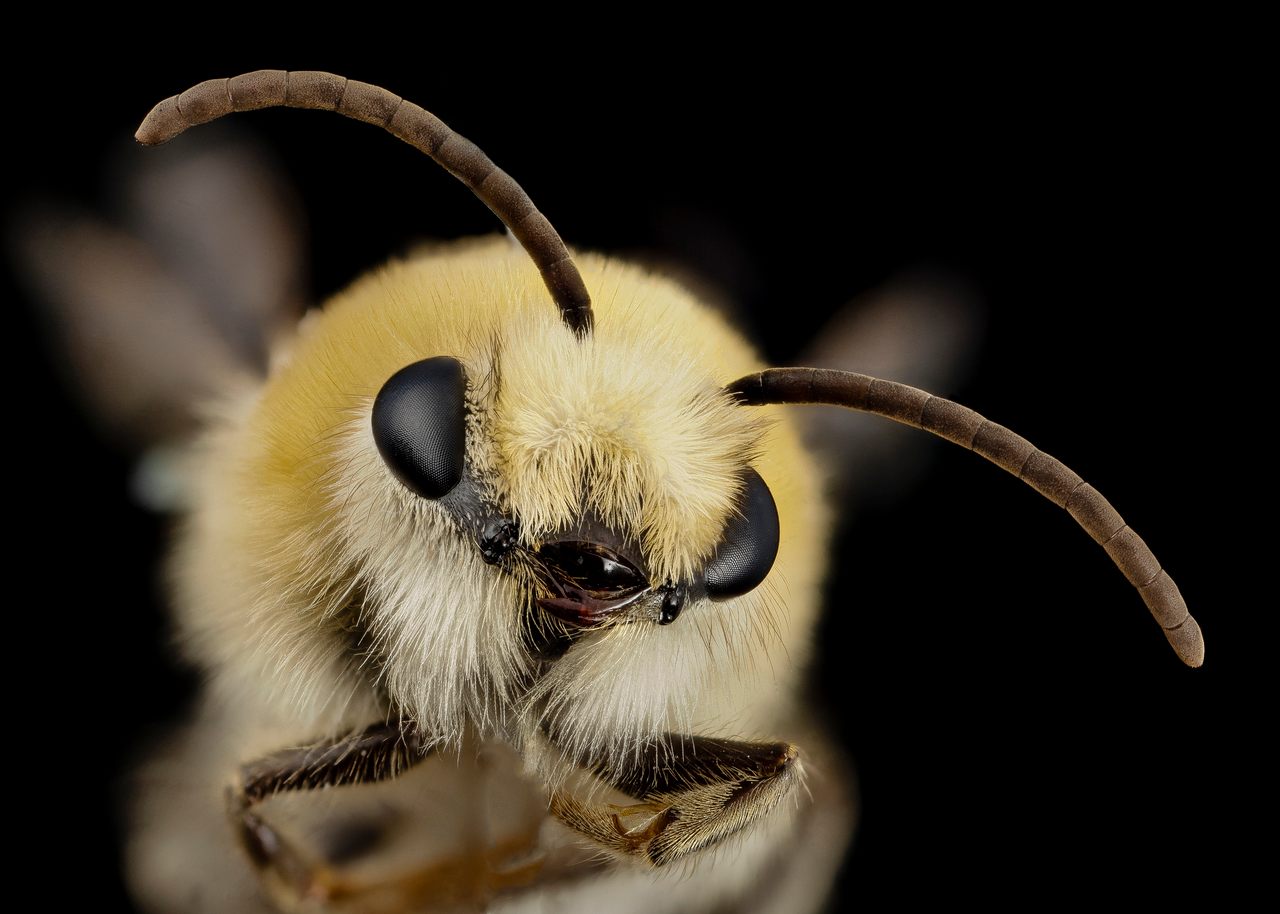 Droege dubbed this unknown species, part of the <em>Mourecotelles</em> genus, "Bee cute furry face." 