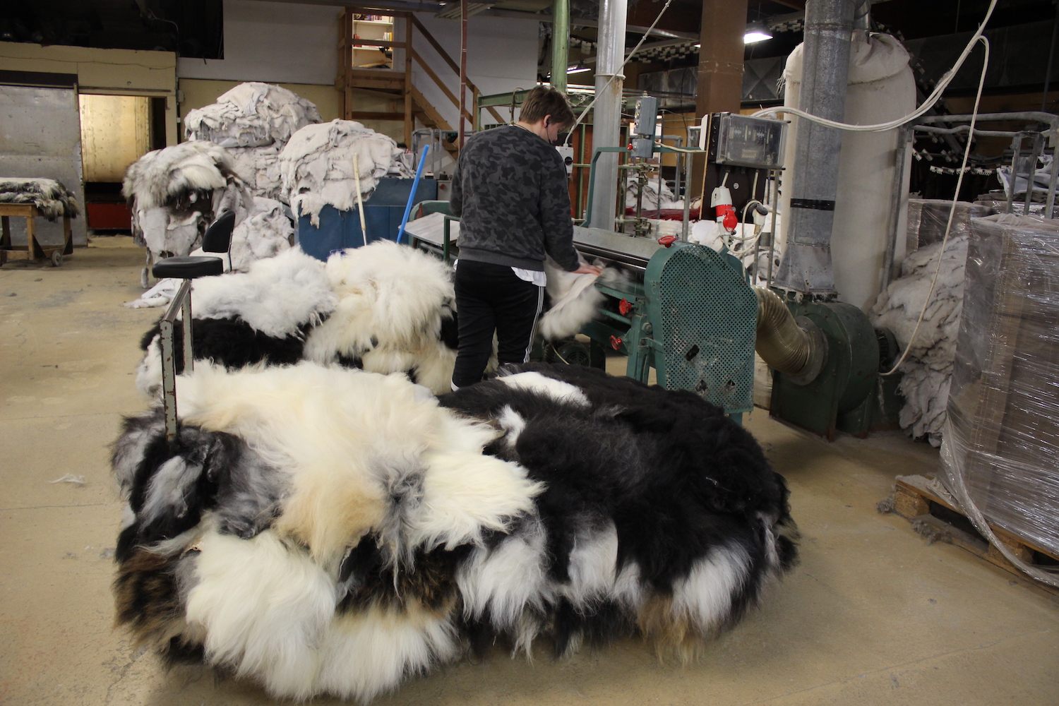 A tannery employee runs a sheepskin through a softening machine, next to a pile of sheepskins waiting for processing.