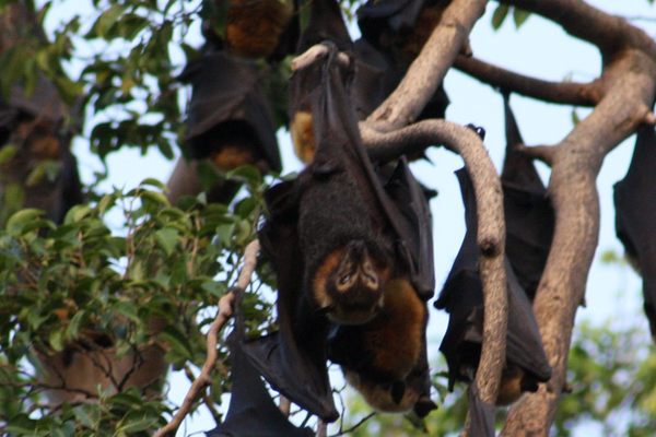 Bats outside Cairns library.
